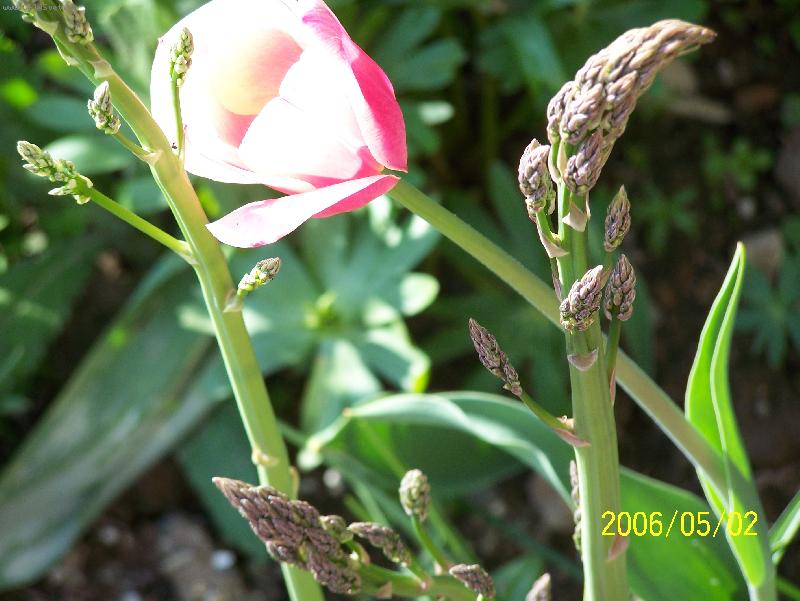 Foto: Tulipán černý-Výjmeční a přitom přirozený...