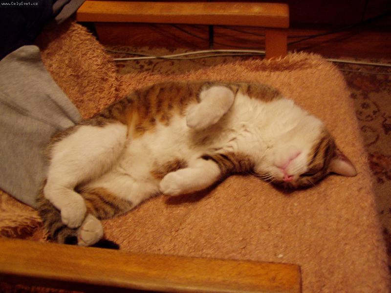Foto: Kočičák-Naš kocourek má leháro :)