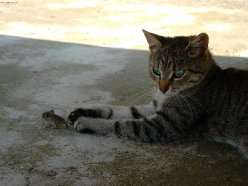 Foto: Tygra s myškou