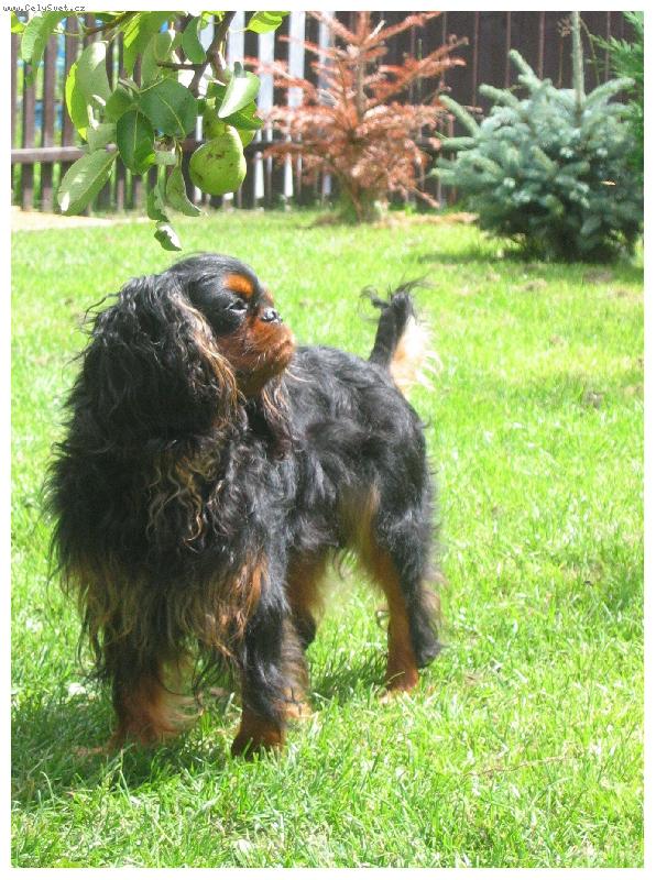 Foto: Jch.,Ch. LUIS ARMSTRONG Verum Gaudium.....-.... který nás opustil v prosinci 2005.