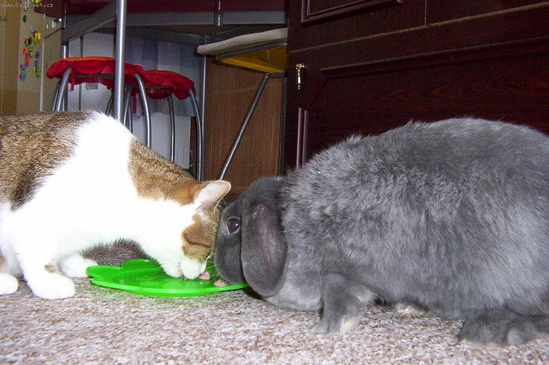 Foto: společné papání