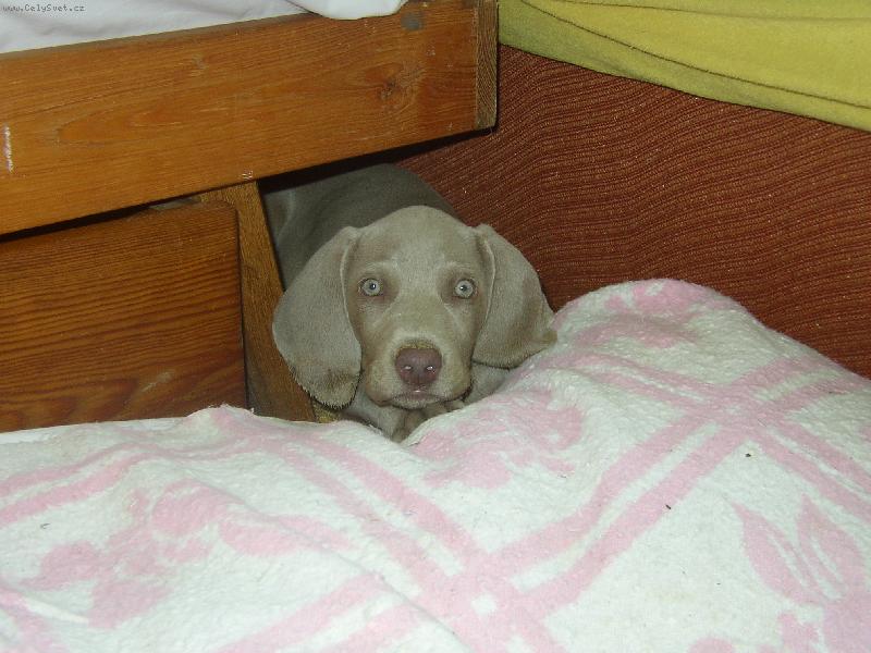 Foto: jsem velikánský štěňátko...-a ničeho se nebojím...
