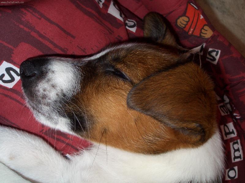 Foto: rasty-naše krásné  štěnátko