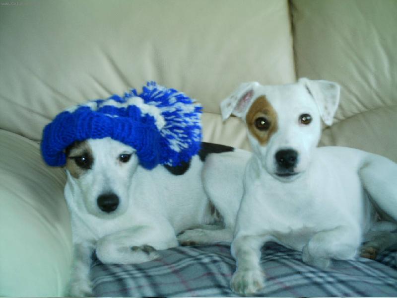 Foto: Jackynka spinká a mufinka taky-A kdy přijde ten ježíšek