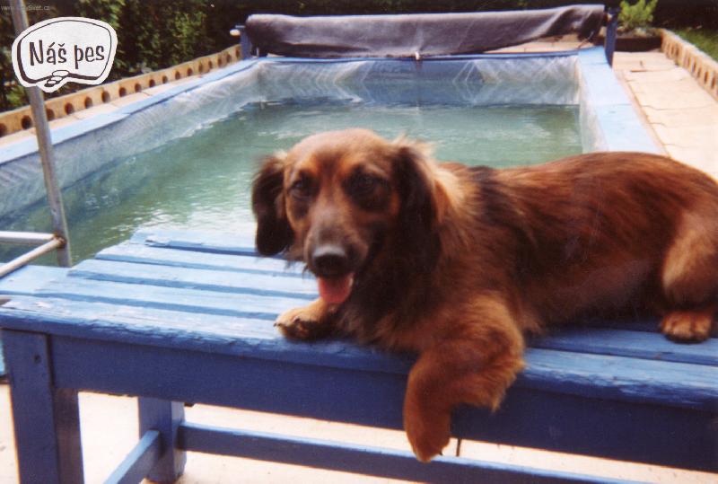 Foto: Roníček-Psí dovolená
