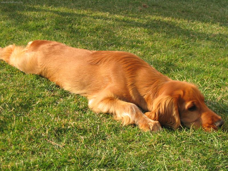 Foto: Kokřík-Fíí, to je ale nuda