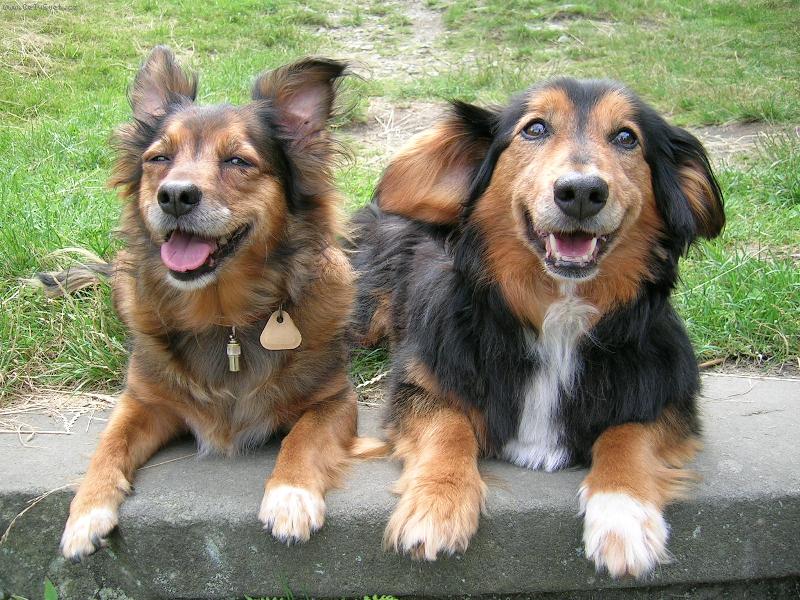 Foto: Belinka a Bertík na dovolené-Dovolená v Jiřetíne pod Jedlovou