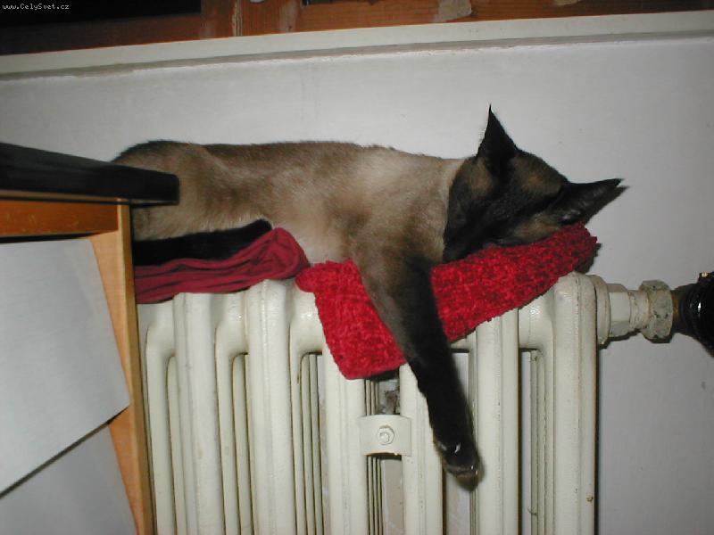 Foto: Po dobrém obědě....-kocour leží na topení