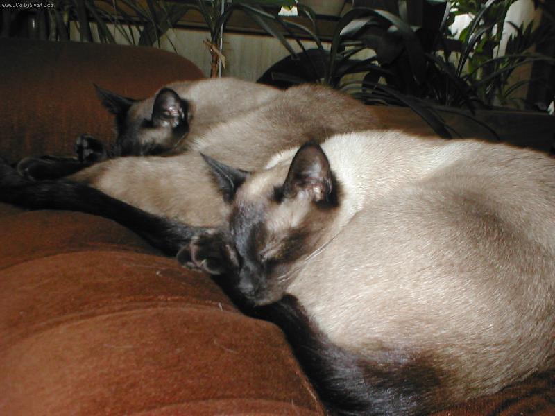 Foto: Nikdy nejsem sám-dvě spící kočičky