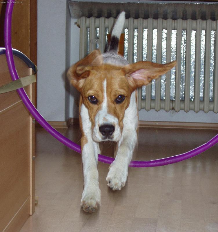 Foto: Už letííííím!!!-Agility trening doma koli uprsanemu dnu.