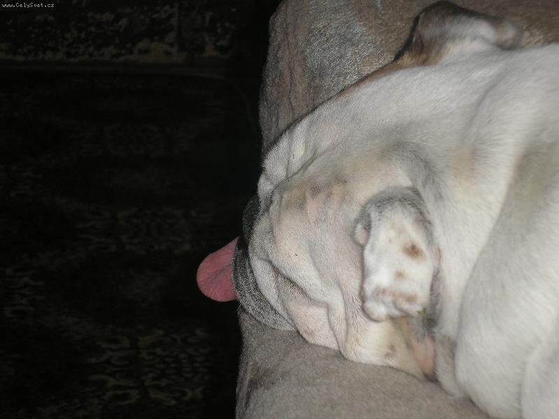 Foto: Hajaná buldinka-Naše spinkající holčička