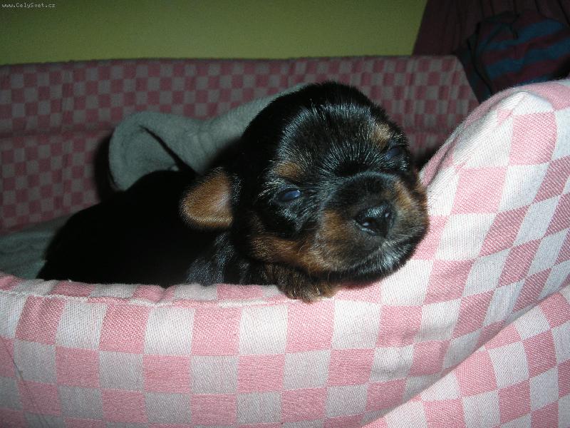 Foto: Peggynčino štěnátko-začínám se dívat na svět......