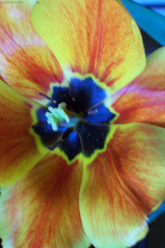 Foto: tulipánový květ.JPG