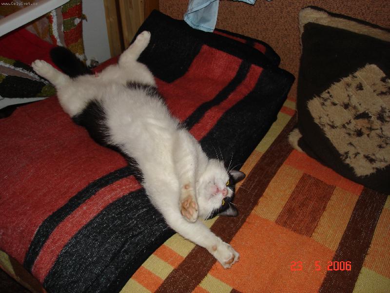 Foto: Džoník-nemám co na práci