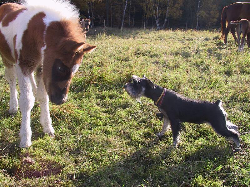 Foto: Beruška a ponny-Kdo se bojí víc?