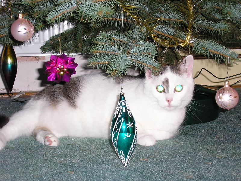 Foto: Vánoční nadílka