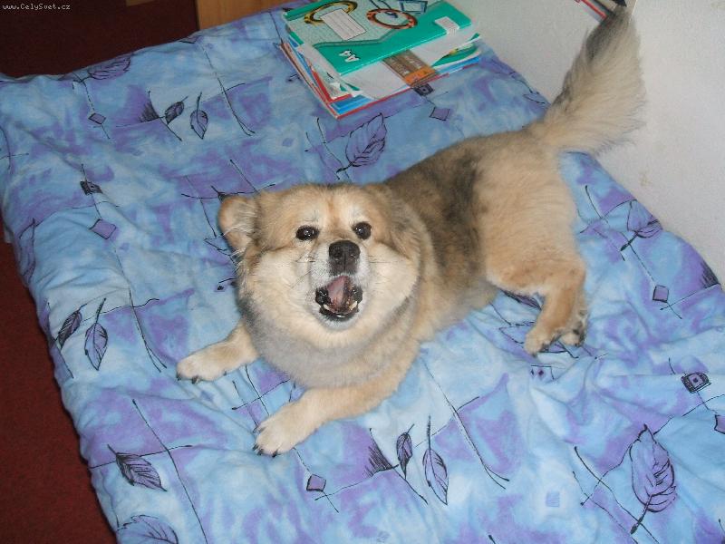 Foto: Beníček-Beníček má chu na mrkvičku