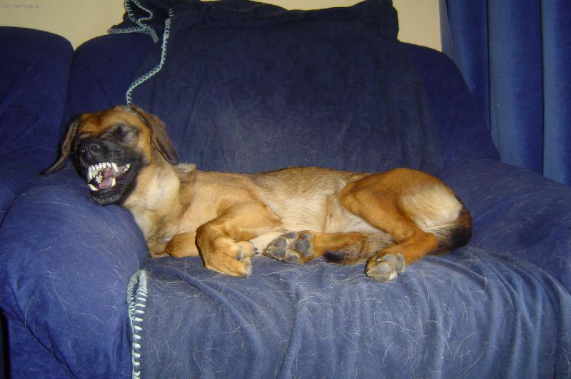 Foto: Usmívat se prosím-Fenka  Eliška  měla divoké sny