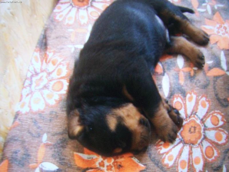 Foto: Dela mrtvyho brouka :)