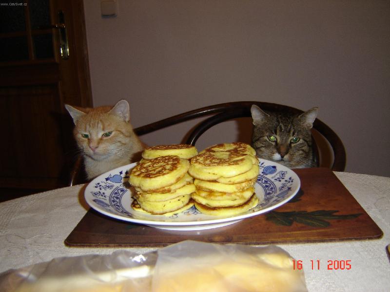 Foto: jejda toto voní..........-kocourci čekají až se otočím zády do té doby si nevemou