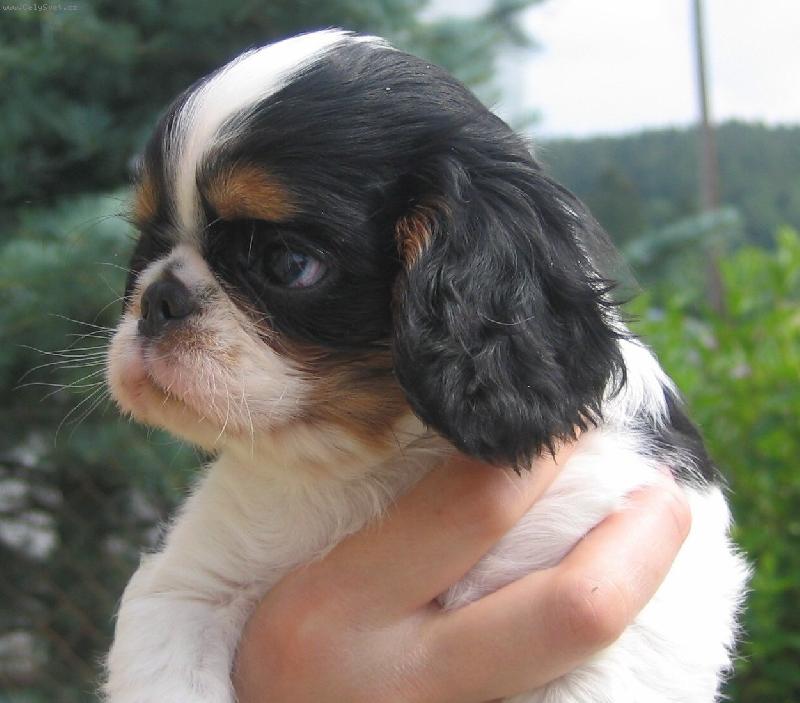 Foto: 8 týdenní Big Brother ze Slunné stráně