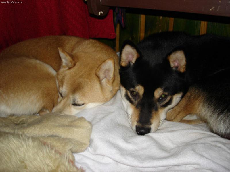 Foto: shibinky-Nerušte nás,prosím!