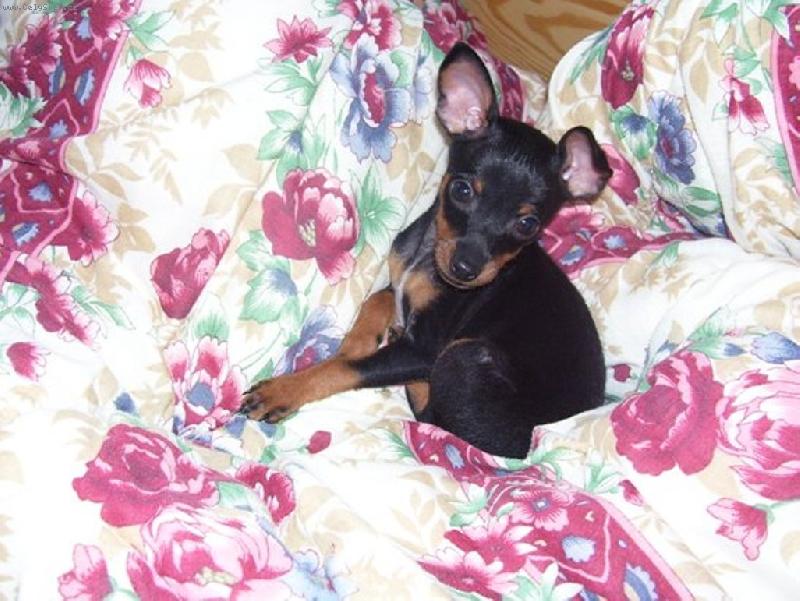 Foto: Šípková růženka-prostě vegáč =)