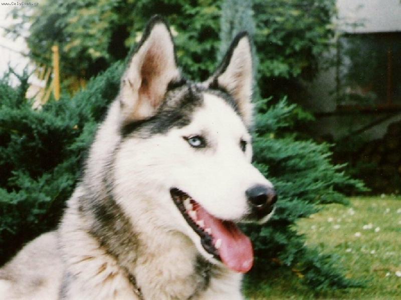 Foto: SEY-na zahrádce