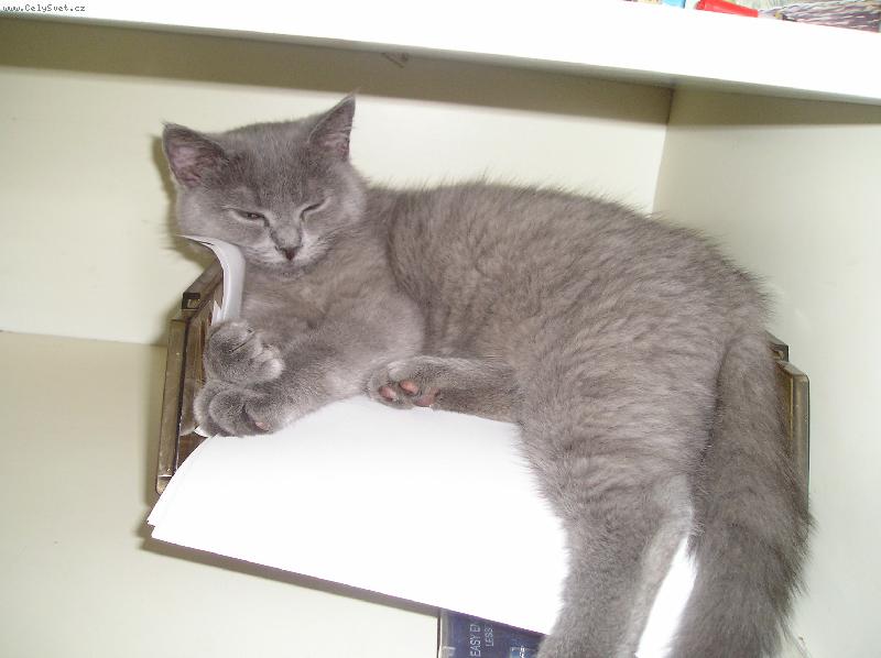 Foto: Fanda úředník-ach, to papírování unavuje...