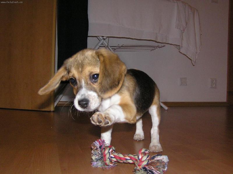 Foto: A mám tě...-Biggy a uzlík