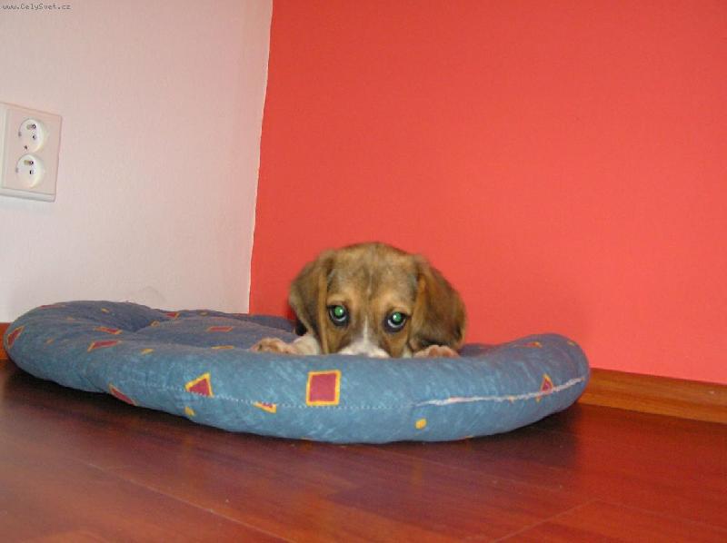 Foto: KUK!-Biggy v pelechu