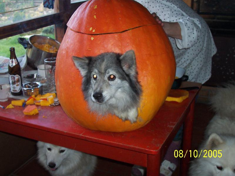 Foto: Můj domeček-To čubrníte jaký mám domeček