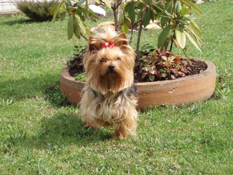 Foto: Samanta-na zahradě