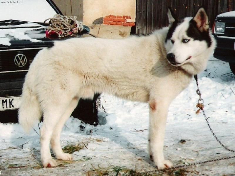 Foto: BAD-Komáří Vížka