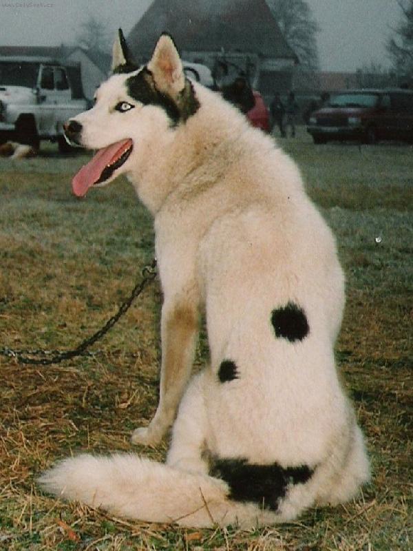 Foto: HUSH-Škvořetice