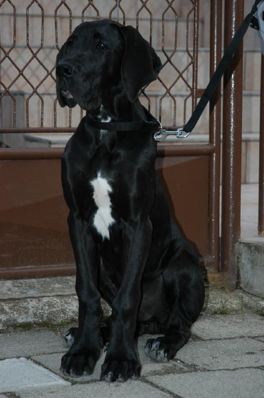 Foto: Výstavní posed :o)-čtyřměsíční drobeček