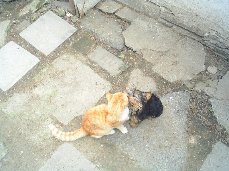 Foto: nelinka a macek-pusinkování zvířátek...a pak ze se pes s kockou nesnese :)