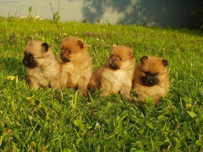 Foto: Sluníčka-banda