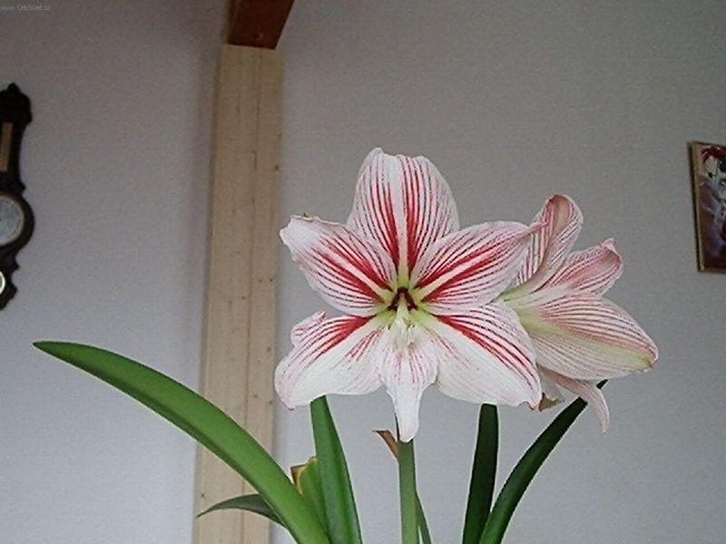 Foto: Amarylis-Květ Amarylis