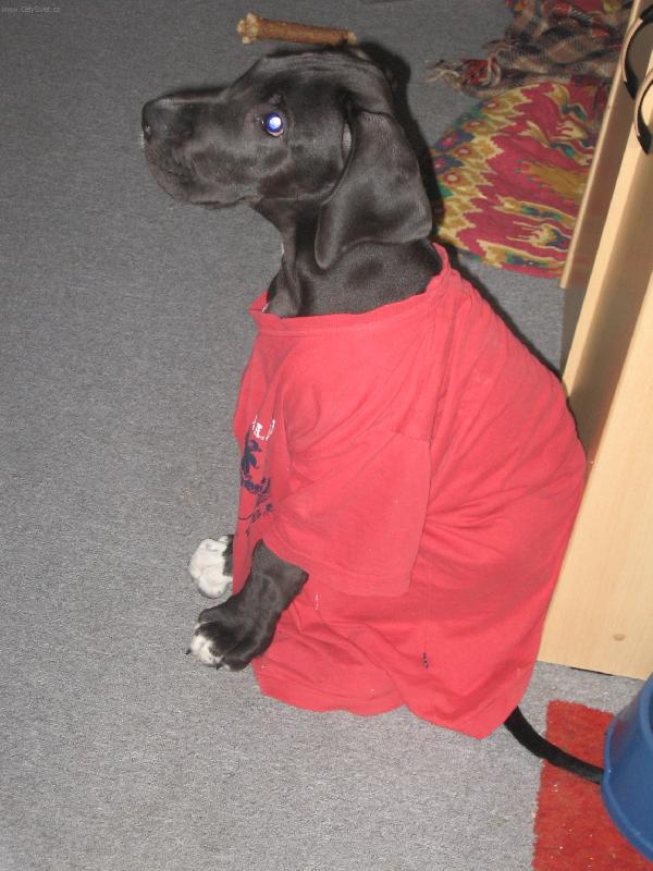 Foto: Módní přehlídka v Paříži-Kam se na mě hrabe Naomi Cambell