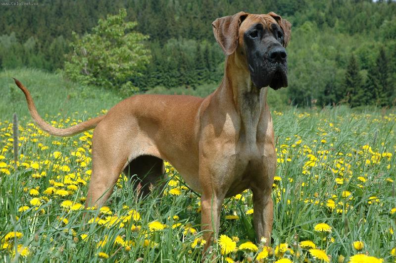 Foto: AIRIS-SAMÉ PAMPELIŠKY