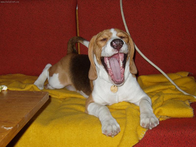 Foto: Uáááá, to je ale nuda...-Frik (5 měsíců)