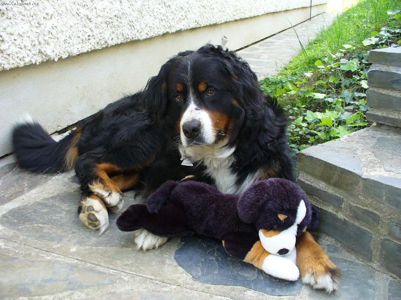 Foto: Bad a plyšák 1