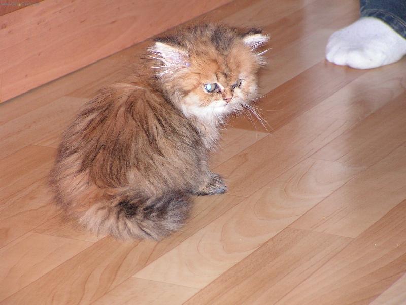 Foto: Musím to tu prozkoumat,teď mě dovezli!-Koátko Nanynka