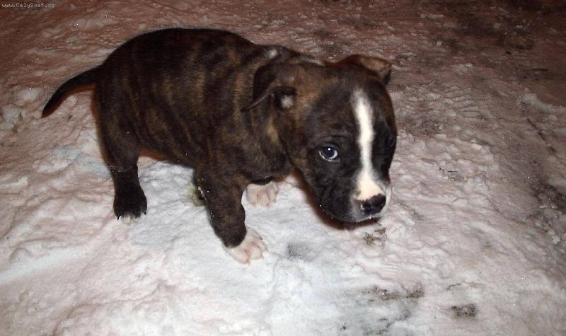 Foto: Bojím bojím...-První výlet do sněhu