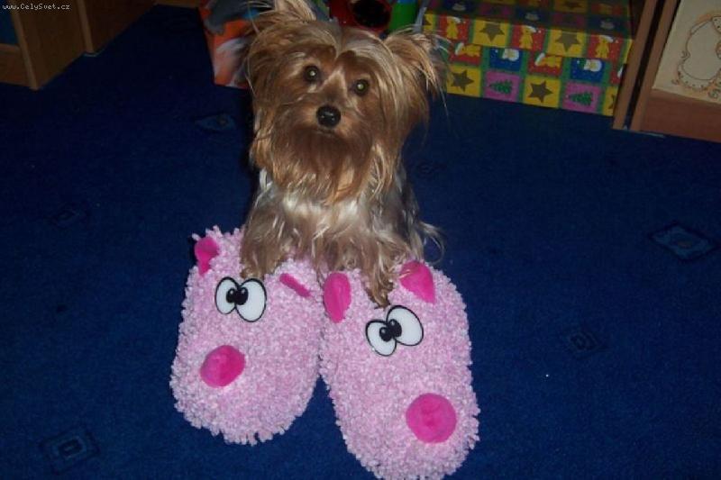 Foto: Nové papučky-Hm... taky mi je někdy zima:)