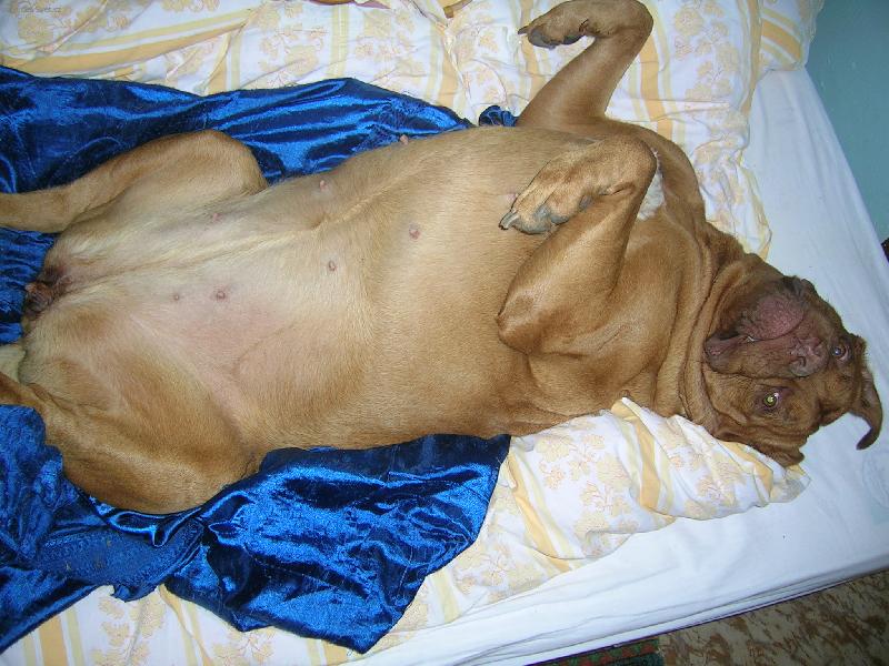 Foto: chcete me?-hlavu mam jak netopyr