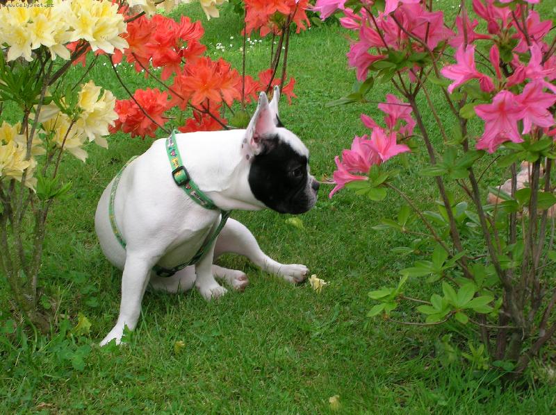 Foto: Von� kr�sn� !-Na�e Daisy