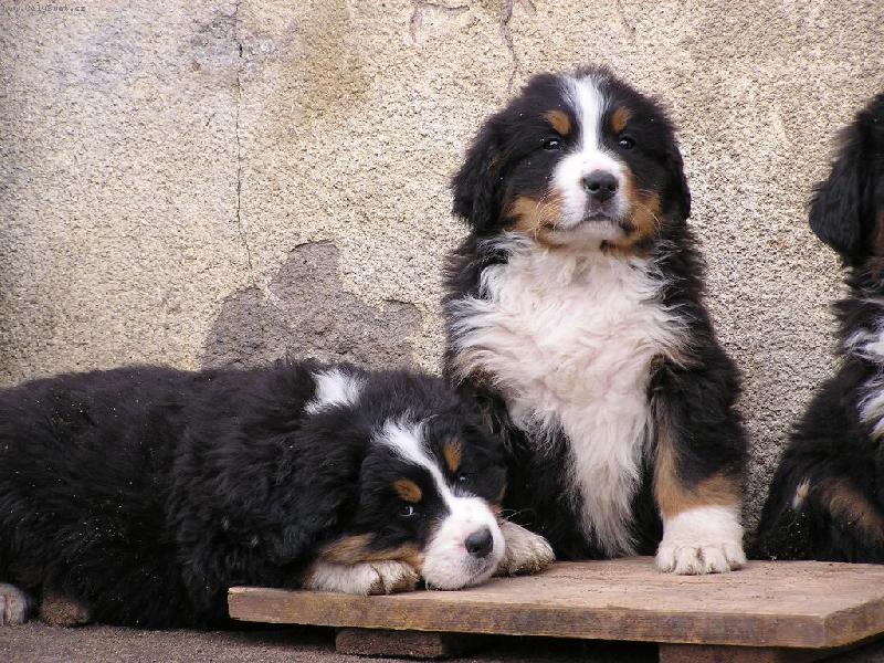 Foto: Arny a Aron-No nejsou roztomilý