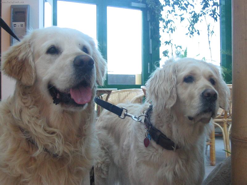 Foto: naše zlatička milujem je!!!-tak dětcka a řekněte sýr.......